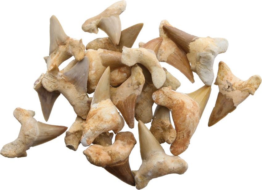 Collector's Item Outdoor - Arrowhead - Arrowhead