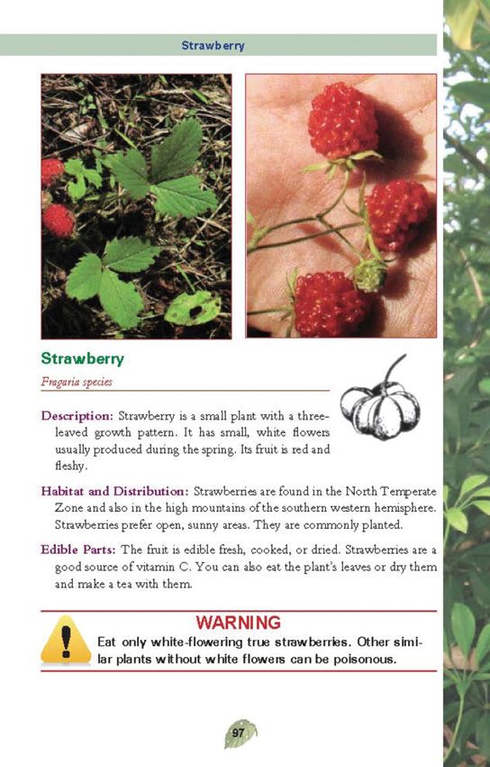 Books Edible Plants (2) - Books (image 3)