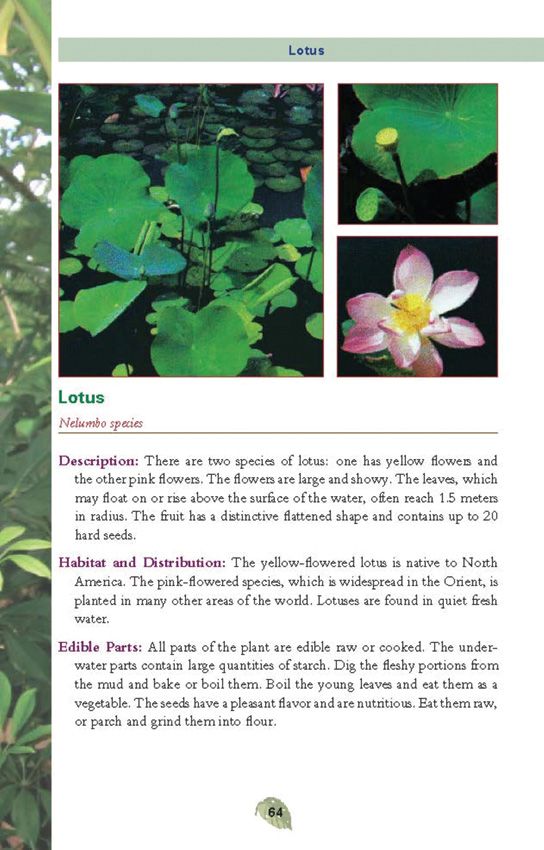 Books Edible Plants (2) - Books (image 4)