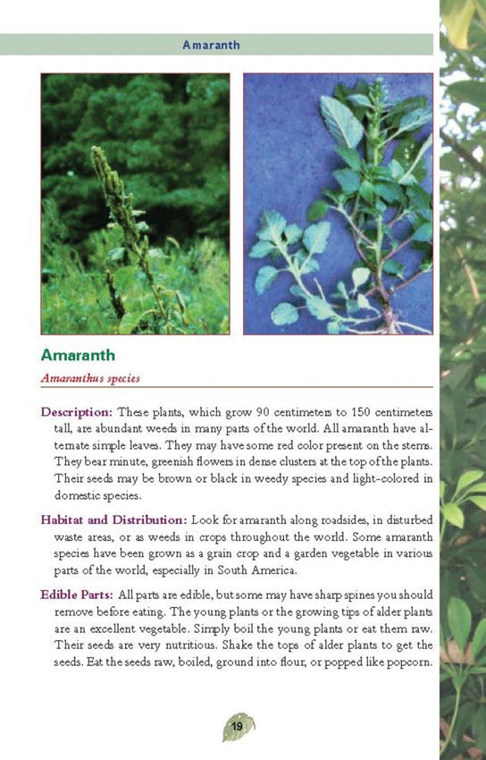 Books Edible Plants (2) - Books (image 5)