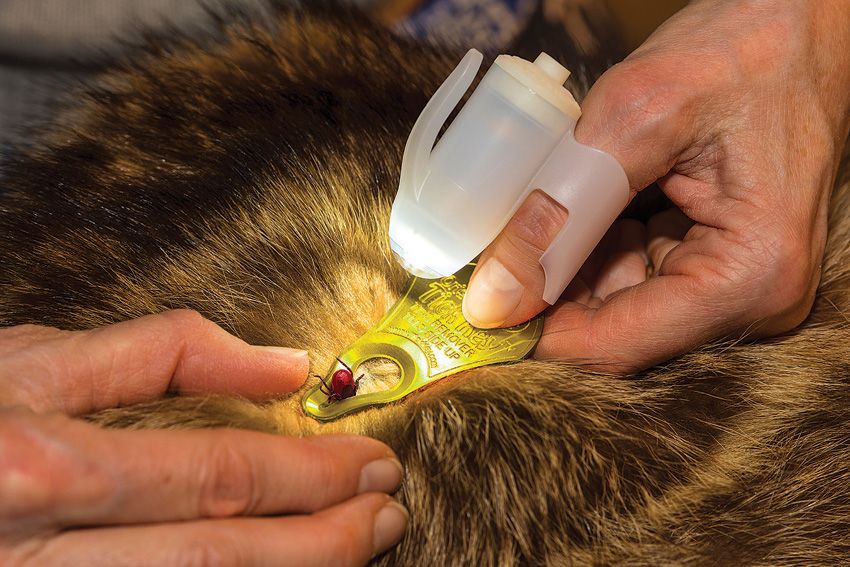 Outdoor Survival Gear - TipSee Light - TipSee Light